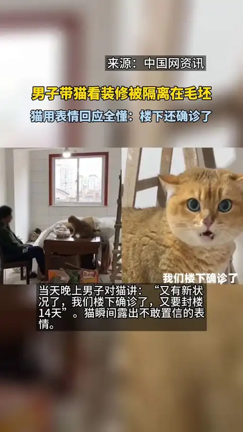  男子带猫看装修被隔离在毛坯,猫用表情回应全懂楼下还确诊了