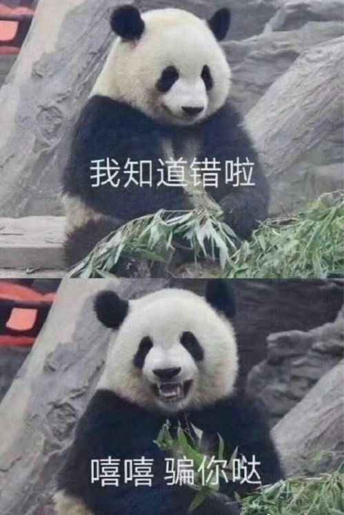  陌生人,我可以收下你最爱的表情包嘛