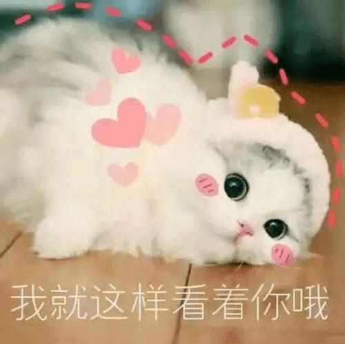  hey,siri跨时空与你相遇之社团发展部