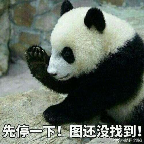 怂表情包熊猫水果蔬菜