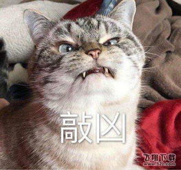 求这个猫的原图