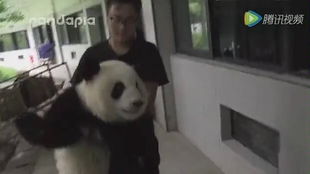  秒怂的熊猫兄弟