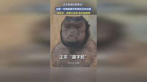 这又是谁的表情包合肥一动物园国字脸猴因丑前出圈