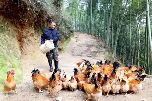 养鸡表情包高清致富经