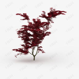  一棵茂盛红色枫树叶子树木素材图片免费下载高清png千库网图片编号9899940
