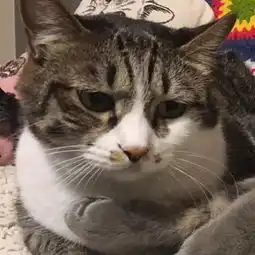 这么鬼畜的猫也能火,简直不把软萌放眼里