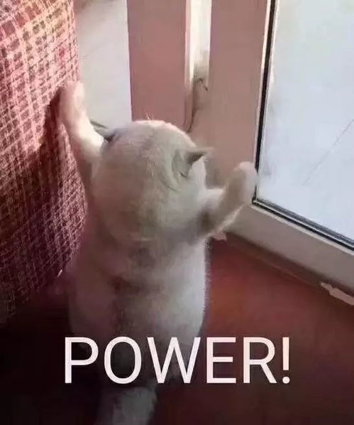 vibing猫表情包沙雕