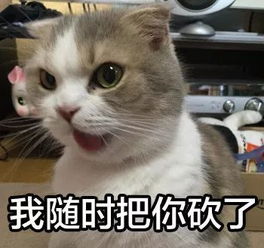  猫和狗谁更聪明最新研究发现让所有人傻眼