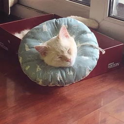  晒猫日丨猫和人存在友谊你扯淡吧