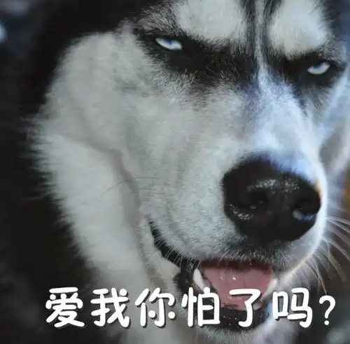  火遍朋友圈的单身狗终于结婚了,世上从此少一只单身汪