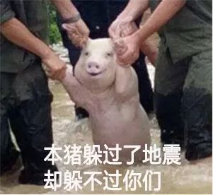  2017年度表情包大赏小猪佩奇,假笑boy,边缘试探.你最爱