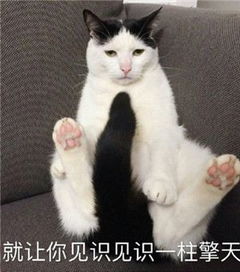  猫猫搞怪表情包