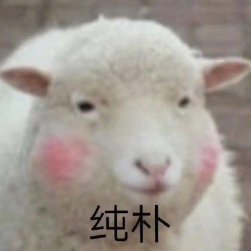  你们知道西洋蔡是信宜人吗