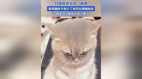 小猫被小狗追着闻了一下午屁股,俩小只的表情亮了