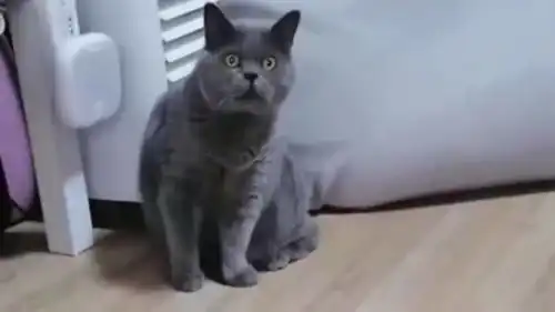 想吃小孩猫咪表情包榴莲