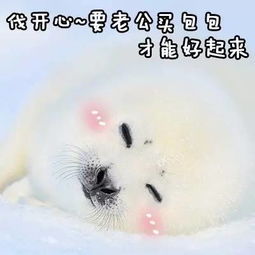  表情包丨可爱的小海豹