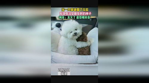  当一只泰迪醒了以后表情太欠了看一遍笑一遍来源非常文山人