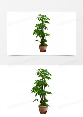 发财树的图片可爱头像大全熊猫办公