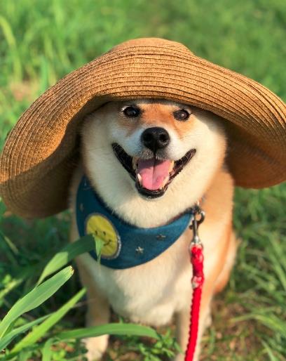  我不想我不想不想回家这只贪玩的柴犬就是行走的表情包