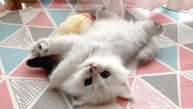  这样的小猫你确定不想要32天的小奶猫,大秀呆萌表情