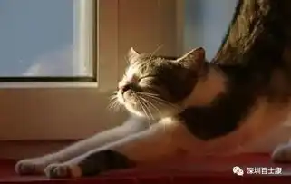 筋膜学简易健身法