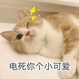  猫咪表情包电死你个小可爱