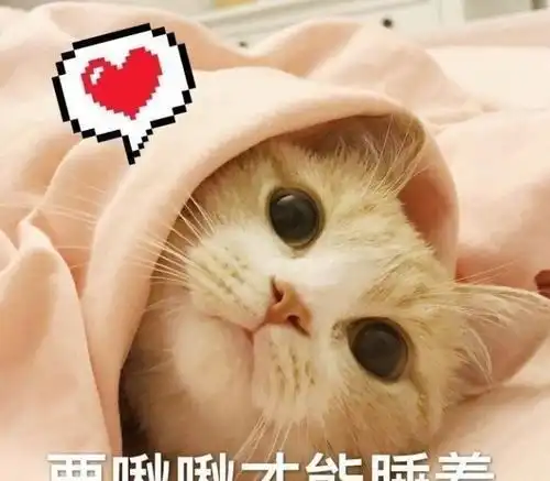  和猫同居和猫分居你的选择是