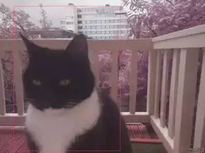  别让猫久等工程师用猫脸辨识通知主子驾到