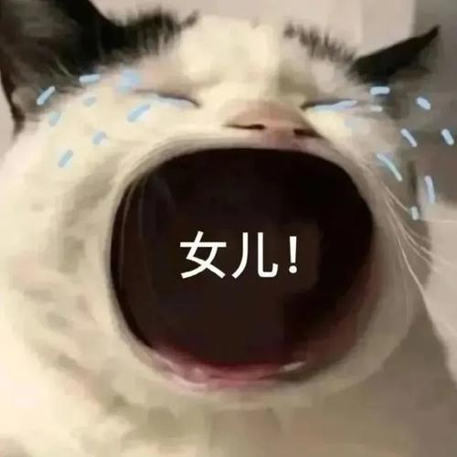  张大嘴等投喂猫咪表情包,妈宝女爸宝女表情包