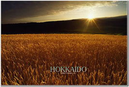  恋上夏季色彩斑斓仙境般的北海道