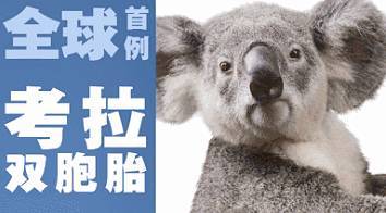  20周年长隆野生动物世界套票4种套票任你选空中看大熊猫大鼻猴首展错过等n年