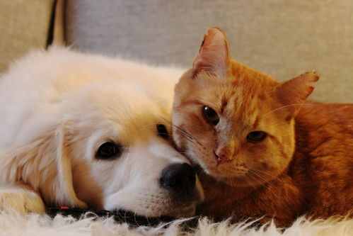 猫猫狗狗表情包橘猫