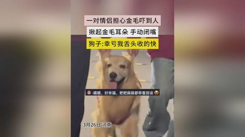  一对情侣担心金毛吓到人揪起金毛耳朵手动闭嘴狗子幸亏我舌头收的快