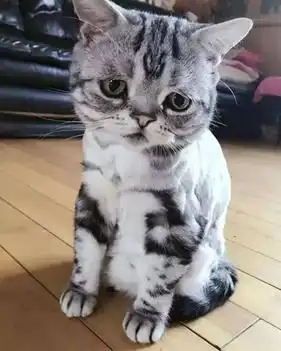  我们一起学猫叫,一起喵喵喵喵
