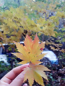  本溪关门山赏枫叶一日游