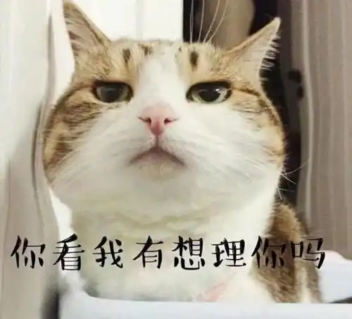  猫是真的爱你,还是想混口饭吃呢铲屎官们都该懂