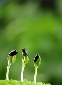  范曙明花悟朗读范曙明