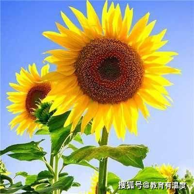  家长群变赏花群,头像各类花卉,怼脸自拍层出不穷网友太真实
