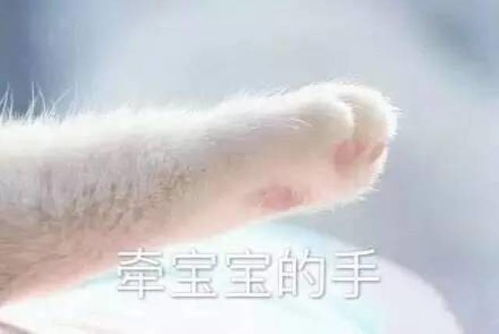  猫奴看过来厦门这7家猫主题咖啡厅,撩猫撩一整天都不想走
