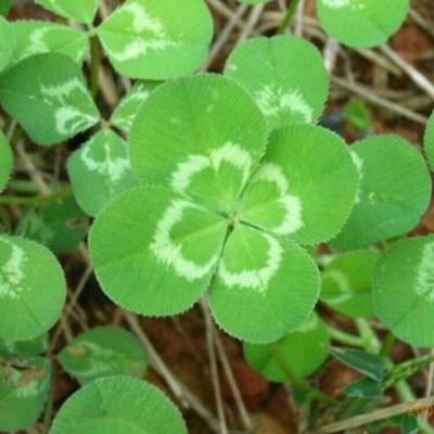  四叶草qq头像大全梦幻最美四叶草女生个性头像