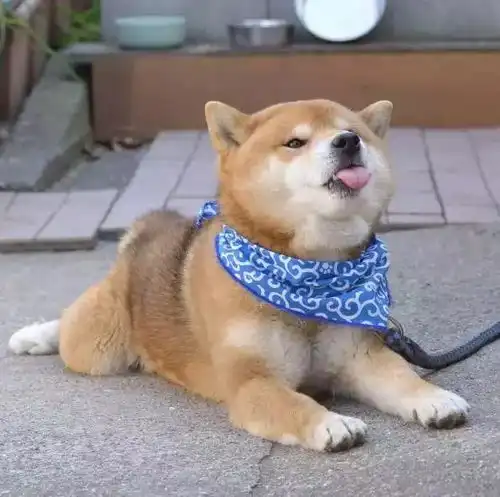 柴犬跳表情包破墙