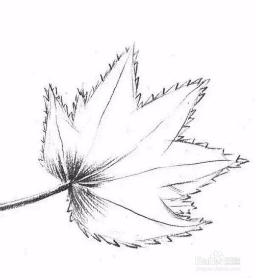 素描一片枫叶
