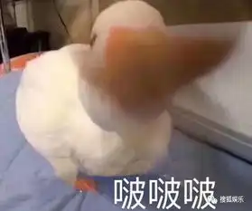  赵丽颖再被爆怀孕刘雯疑登维密偶像小鲜肉频频撞衫颜值均在线谁更胜一筹
