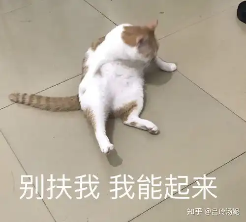  有没有沙雕橘猫的头像或表情包