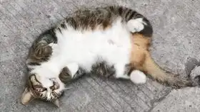  捕捉到一只脸很大表情很丧的肥美大橘猫