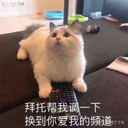  适合撩汉的可爱猫猫狗狗表情包速来收藏