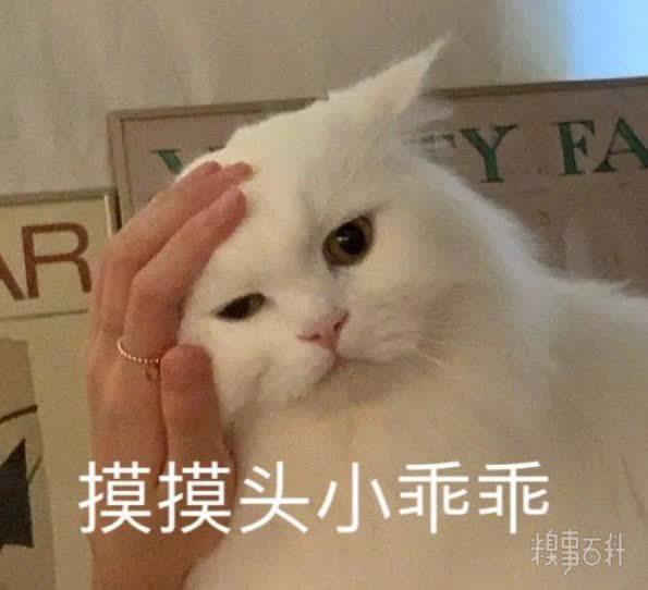  知道狗怎么叫的吗吃了吗,在干嘛,早安,晚安,早点睡,多穿点,你先忙,我等你分享今日份表情包