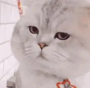 猫的表情包男生专用猫咪