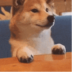  柴犬表情包怎么看都萌