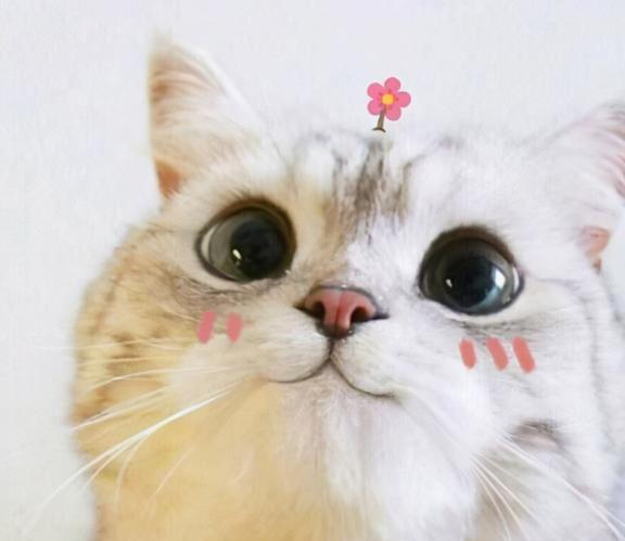  能给人带来福气的猫咪,都有这几种特征